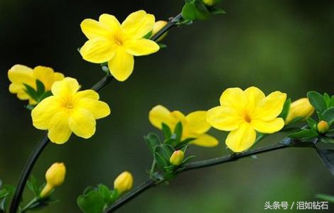 被德国称为“钥匙花”的是迎春花，也是名贵的花卉之一