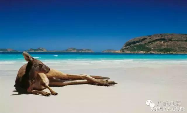 去澳大利亚你能吃到什么特色海鲜？值得收藏的吃货指南