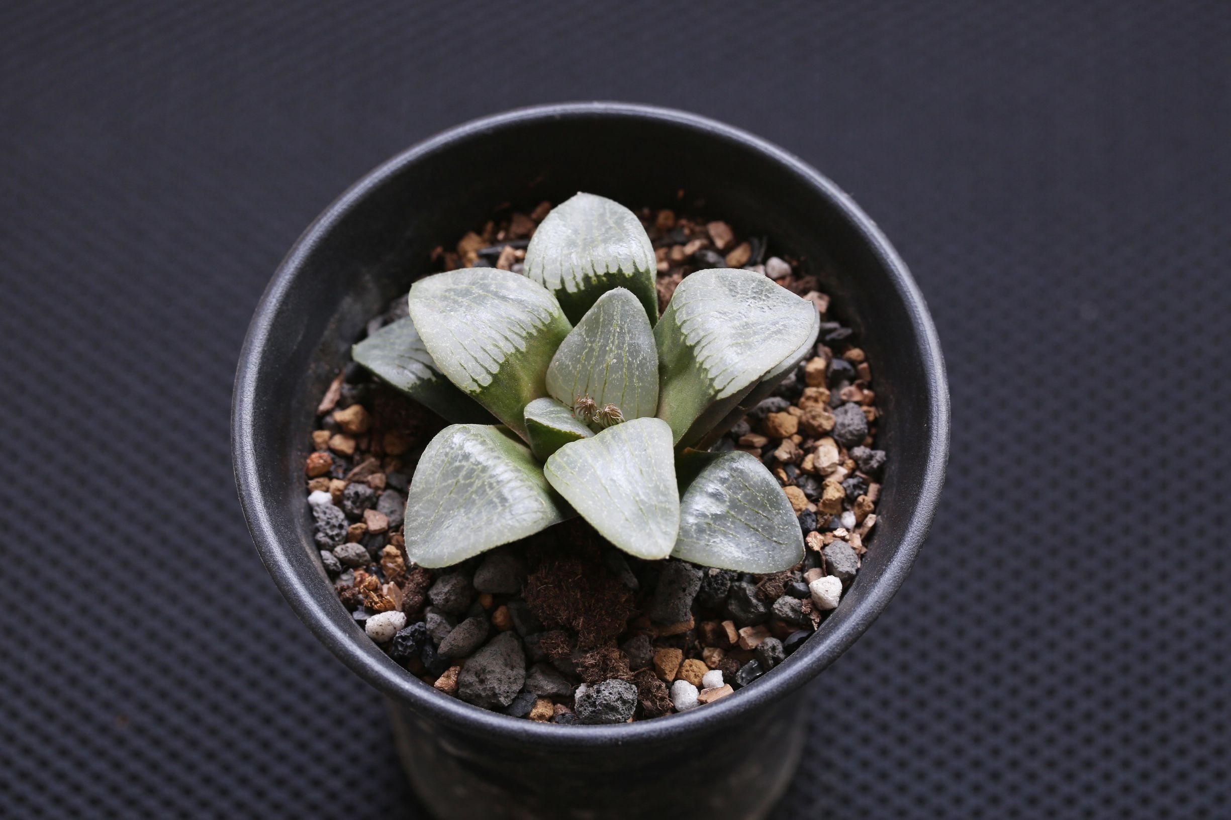 多肉修根用什么土好养活,多肉修根上盆多久可浇水