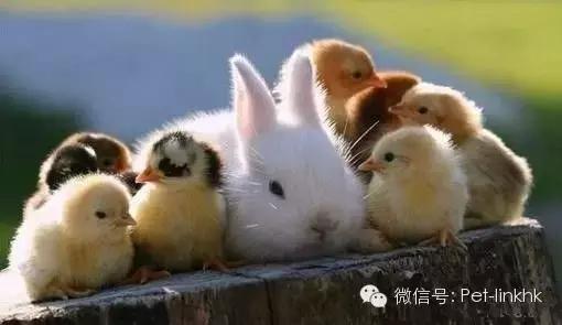 小兔砸月亮,小兔砸崽子