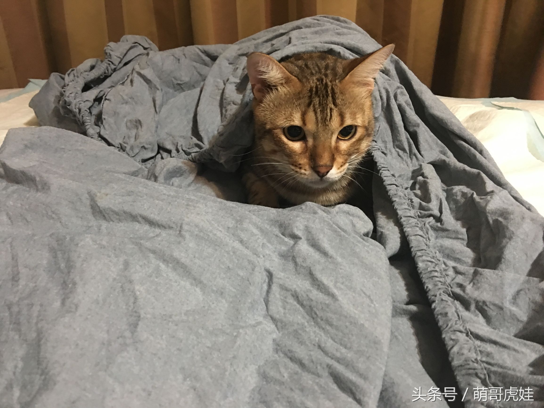 大家都是怎么防止猫尿床的,家有恶猫尿床