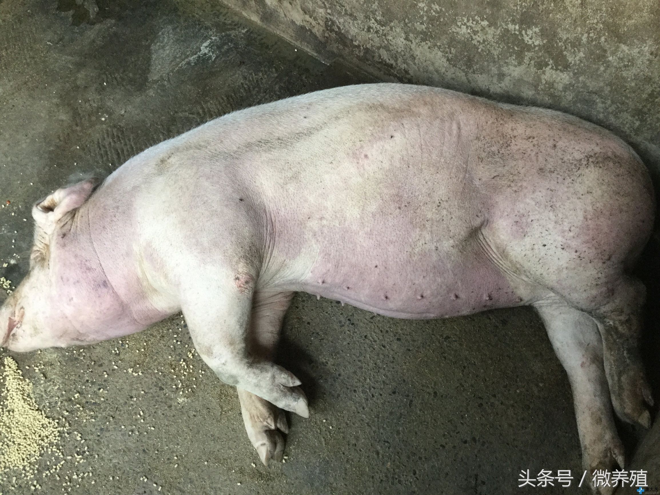 猪身发紫有哪些病怎么治,猪全身发红发紫疑似中毒怎么治