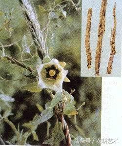 手绘中草药图谱大全,袖珍中草药彩色图谱