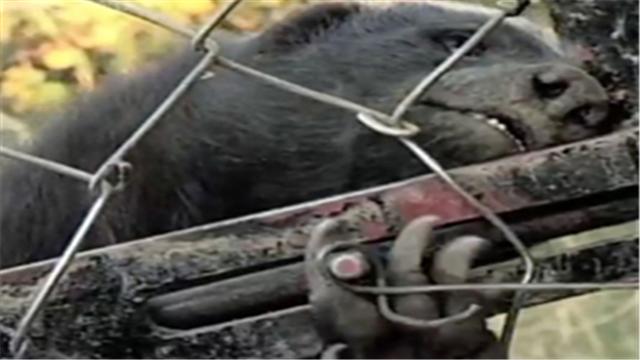 蜜獾平头哥日记,平头哥蜜獾越狱动画