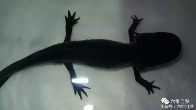 四脚蛇是不是蝾螈,蝾螈是四脚蛇吗