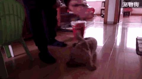 训狗师训练泰迪站立走路,靠谱的泰迪犬训练学校训二哈