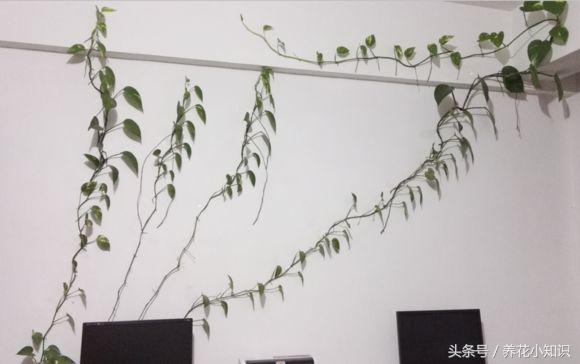 绿萝这样养疯长如瀑布半月长爆盆,绿萝如何养能快速爆盆