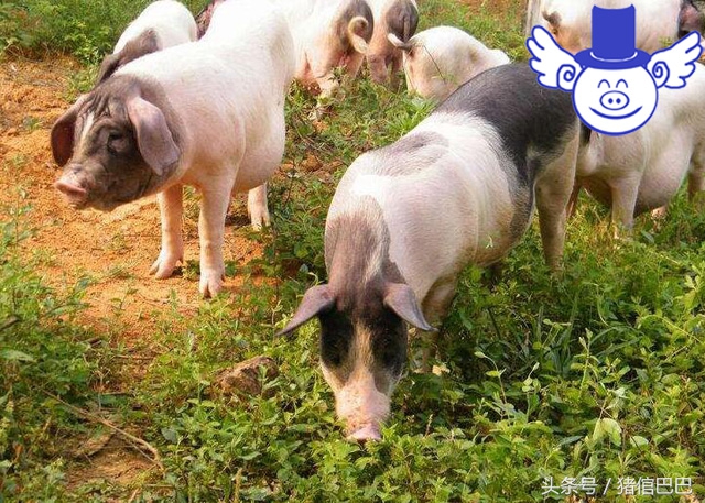 最简单的方法治猪病,猪病防治常用的土法配方
