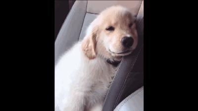 金毛犬哪个品种比较好养,金毛来了只不速之客