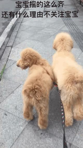 家里两只巨型贵宾犬,巨型贵宾犬发情跟泰迪一样吗