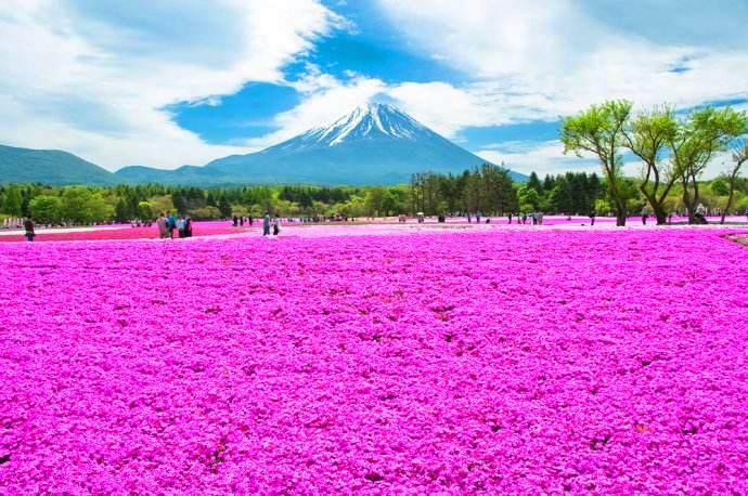 富士芝樱祭自由行热门攻略,富士山浅间神社三日游