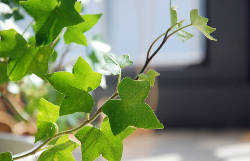 常春藤可以栽在假山上吗,心形常春藤盆栽