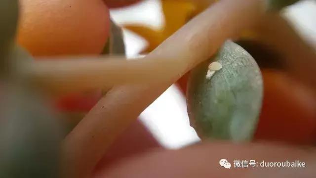 小心！这些坏蛋会吃多肉哦！