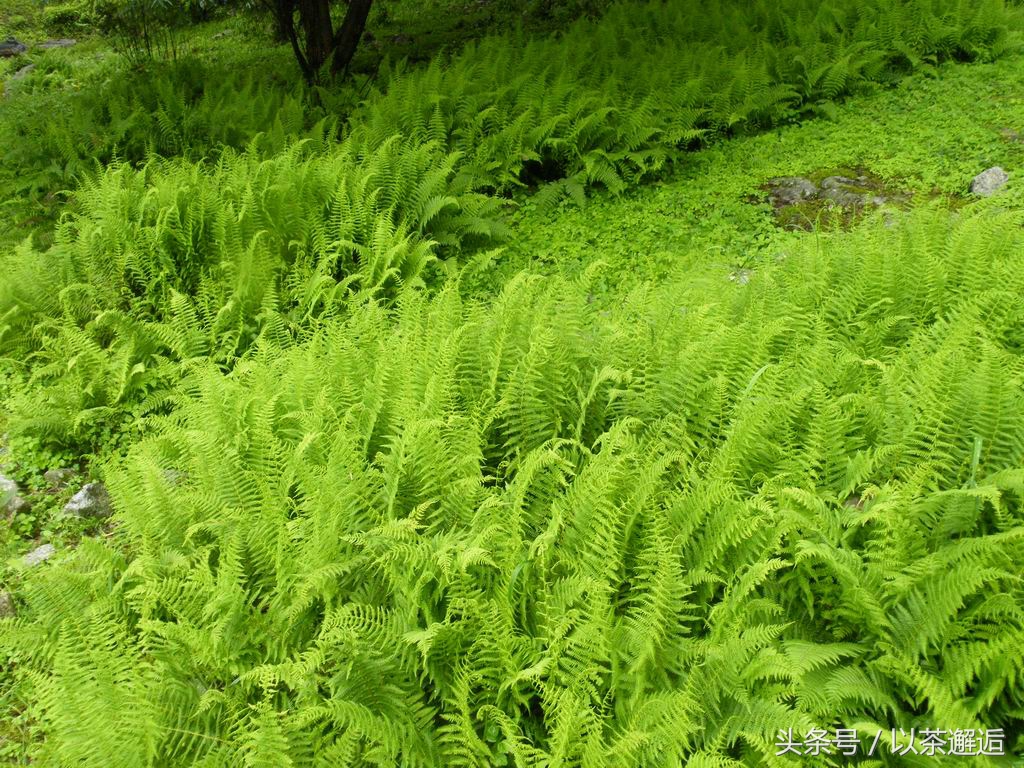 农村手工作坊创业项目,农村人如何0成本创业