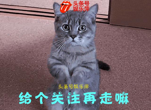 十几岁的金毛,金毛在家闻到老鼠了