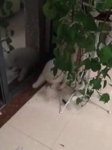 萨摩耶拆家只能笼养,萨摩耶不关起来在家里会拆家吗