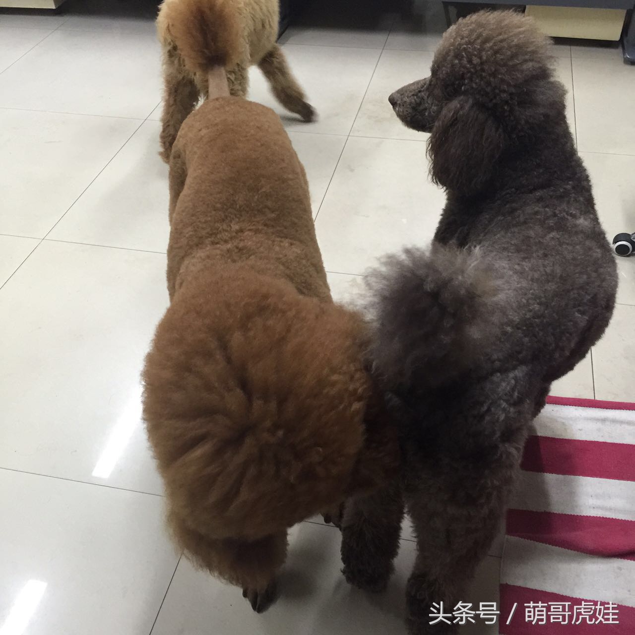 家里两只巨型贵宾犬,巨型贵宾犬发情跟泰迪一样吗