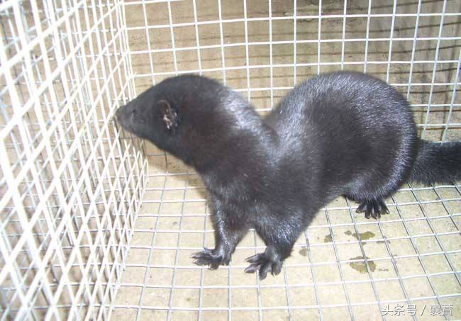 不是*局骗**但是赚钱很难,4种毛皮动物发展受阻