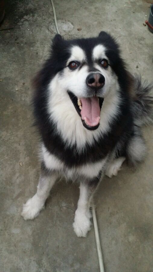 宠物驱虫小知识教案,宠物狗蜱虫长在什么地方