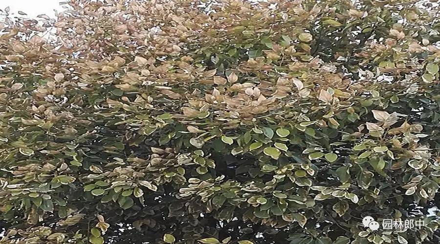 香樟黄化治疗方法,香樟树苗黄化病可以喷啤酒吗