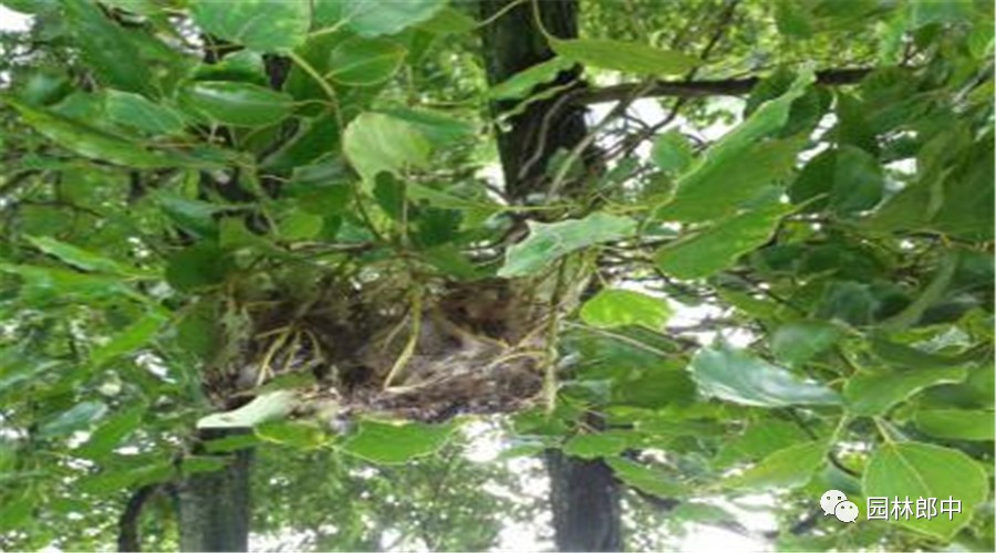 香樟黄化治疗方法,香樟树苗黄化病可以喷啤酒吗