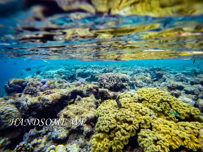 没水母湖的帕劳,帕劳水母湖怎么去