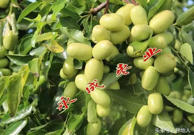 最甜枣树品种子弹头枣,什么枣树品种好吃又甜又大