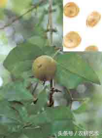 常用中草药原色图谱,中草药彩色图谱书籍