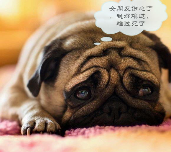 狗狗告诉你什么叫忠诚,哪些星座男生怕女生哭了呢