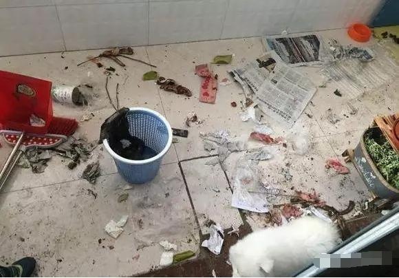 萨摩耶拆家只能笼养,萨摩耶不关起来在家里会拆家吗