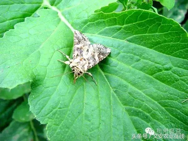 西瓜六必治瓜类六大病害一招搞定,西瓜病害六必治