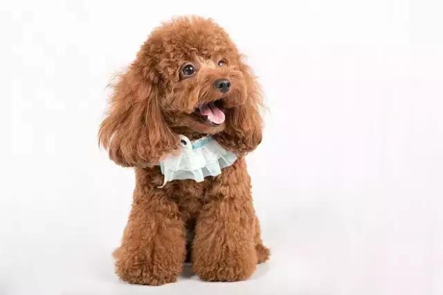 便秘泰迪,小贵宾犬拉稀怎么办