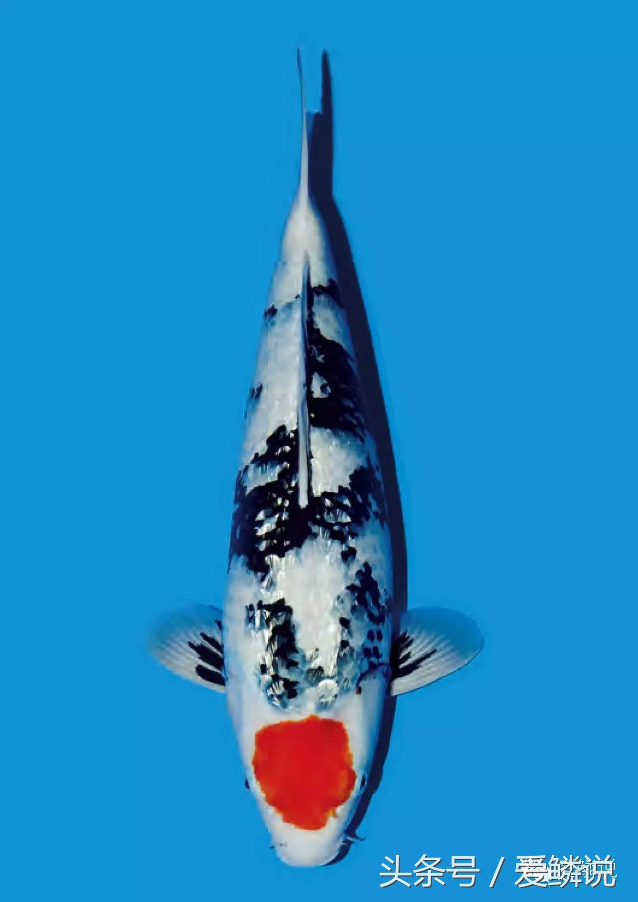 丹顶锦鲤—最有福相的鲤