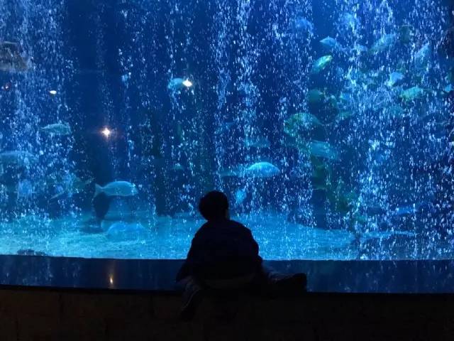 杭州极地海洋游玩图,杭州极地海洋世界旅游攻略