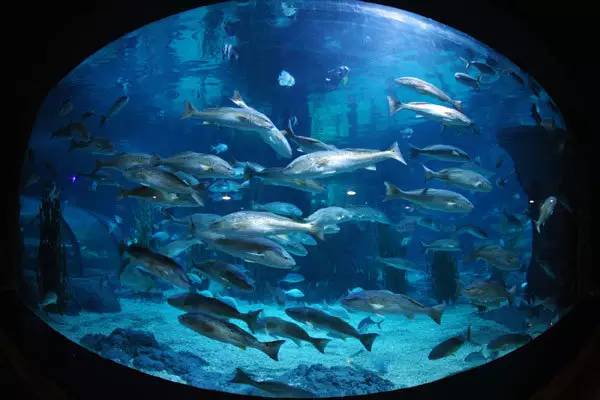 杭州极地海洋游玩图,杭州极地海洋世界旅游攻略