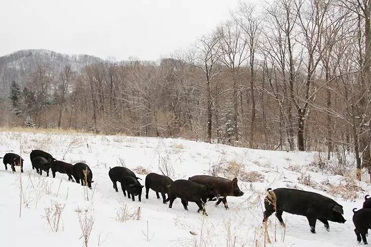 黑猪肉怎么吃最好吃,黑猪肉好吃还是白猪肉好吃