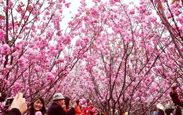 又到樱花季,又到了樱花绽放的季节