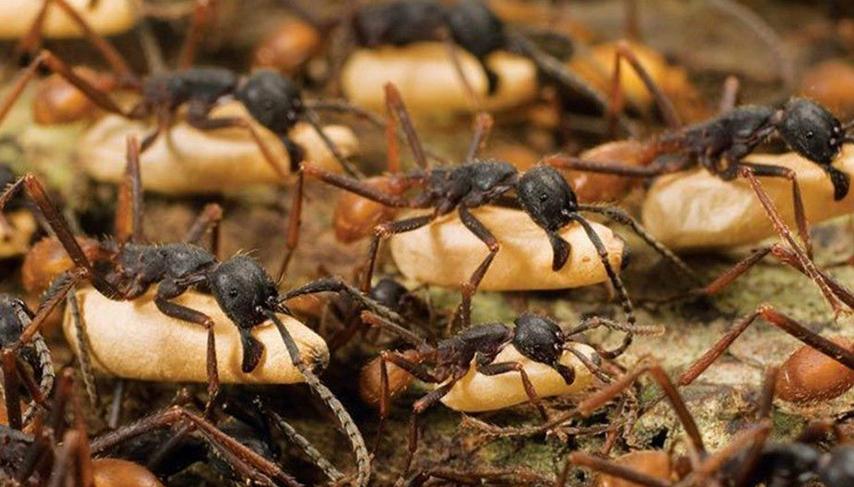 全异巨首蚁各种种类蚂蚁体型,世界上最可怕的昆虫子弹蚁