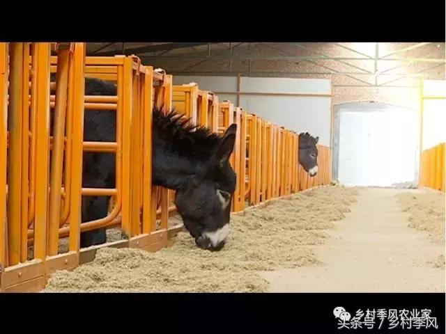 养驴场大规模养驴,年入百万不是能力而是选择