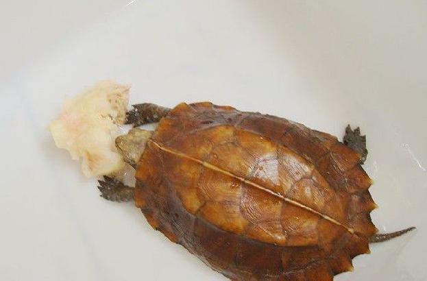 世界已经灭绝的十大名龟视频,中国十大灭绝乌龟排名