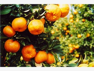 缺一不可!泉州特产大全,快收藏吧!