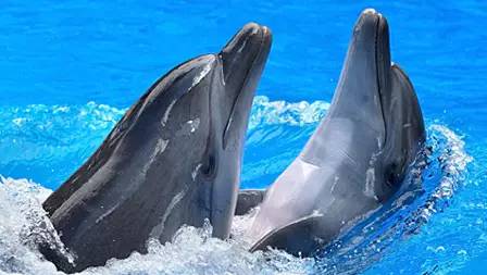 杭州极地海洋游玩图,杭州极地海洋世界旅游攻略