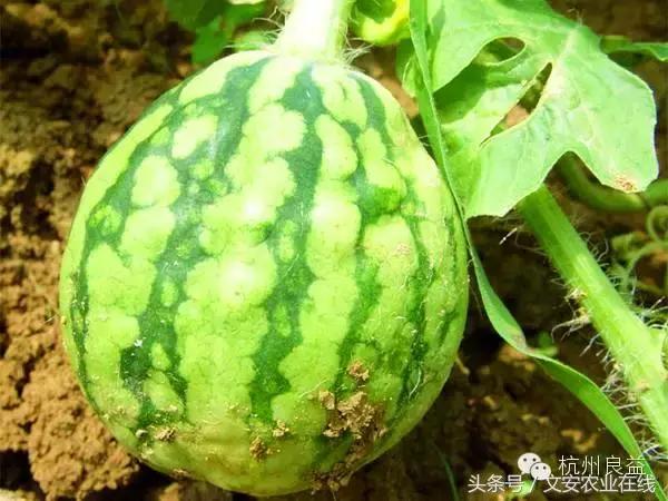 西瓜六必治瓜类六大病害一招搞定,西瓜病害六必治