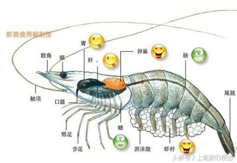 鸭头鸡头不能吃的原因,鸡头好吃还是鸭头好吃
