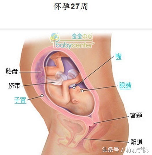 孕期1到40周胎儿发育全过程,胎儿发育40周全过程动态画