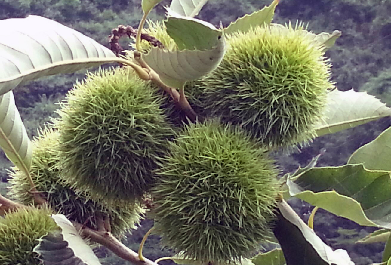 天然板栗,天然有机板栗仁