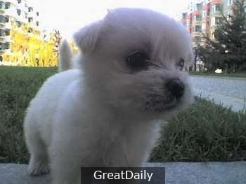 狗狗总是吃掉自己的便便怎么矫正,爱犬拉屎怎么处理