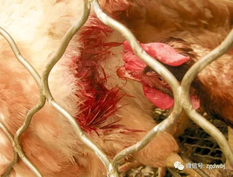 鸡的啄肛癖怎么治,鸡啄癖症