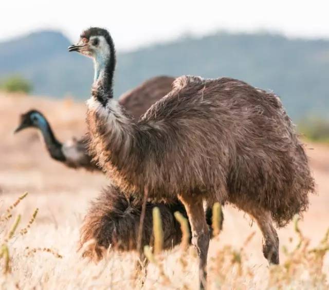 探路者斜挎包小包,探路者登山背包小包