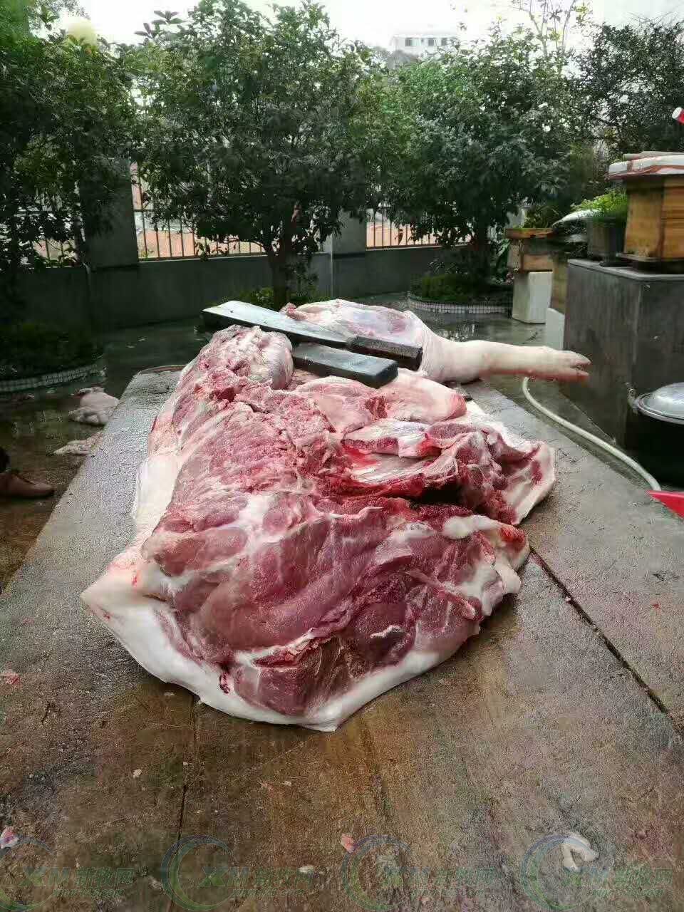 只用了225天，它就成了“猪王”！